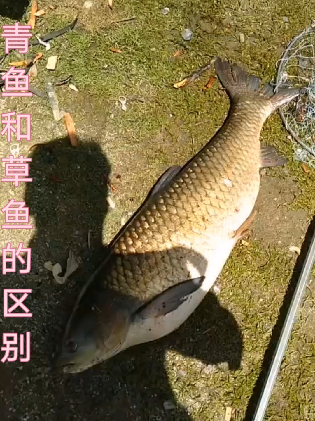 青鱼和草鱼有什么区别?