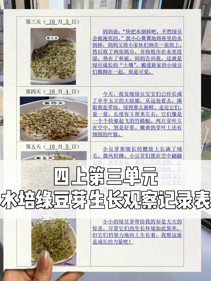 四上第三单元,水培绿豆芽生长观察记录表