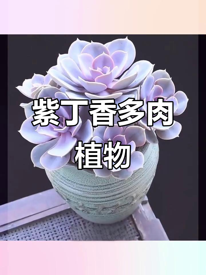 紫丁香多肉盆栽，梦幻紫色叶片，室内养护轻松打理