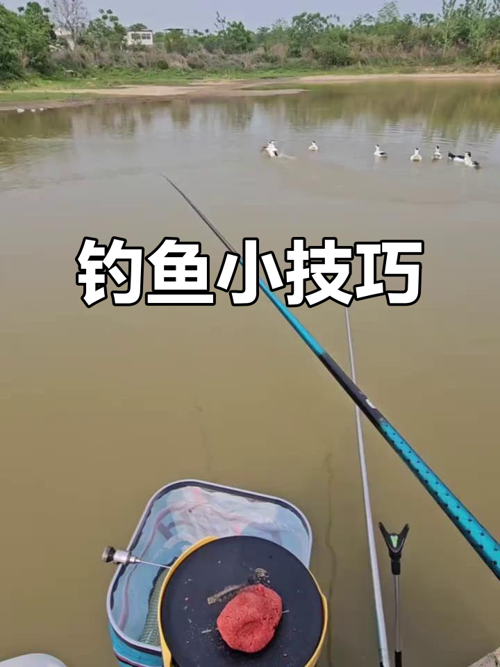 鱼塘干涸,钓位选择有讲究!今天用王者神剑三代挑战鲫鱼