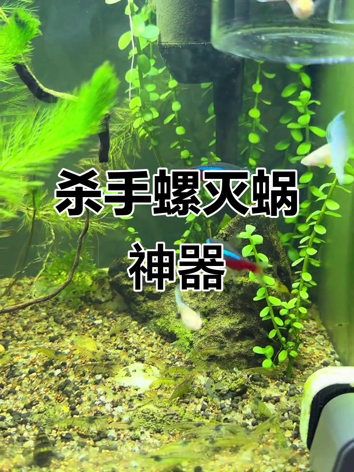 鱼缸蜗牛成灾?杀手螺帮你搞定!