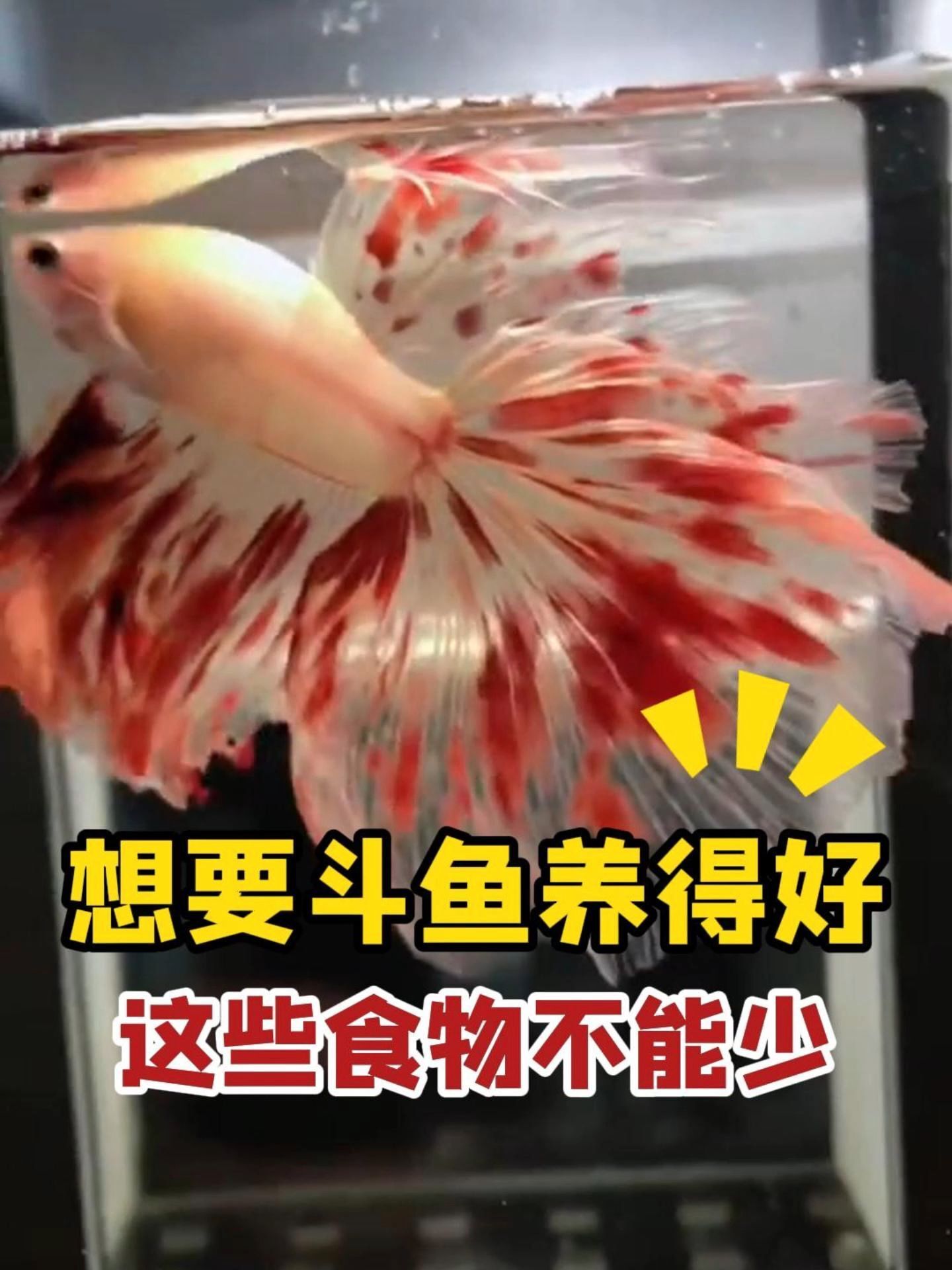 想把斗鱼养的好?这些食物不能少!