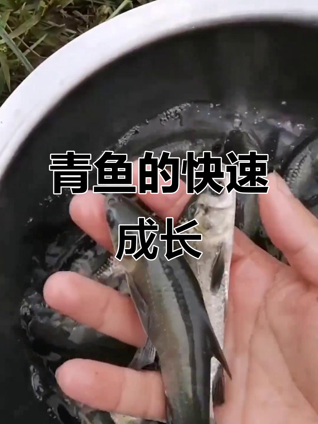 青鱼生长迅速，喜食螺蛳与饲料，适合池塘水库养殖