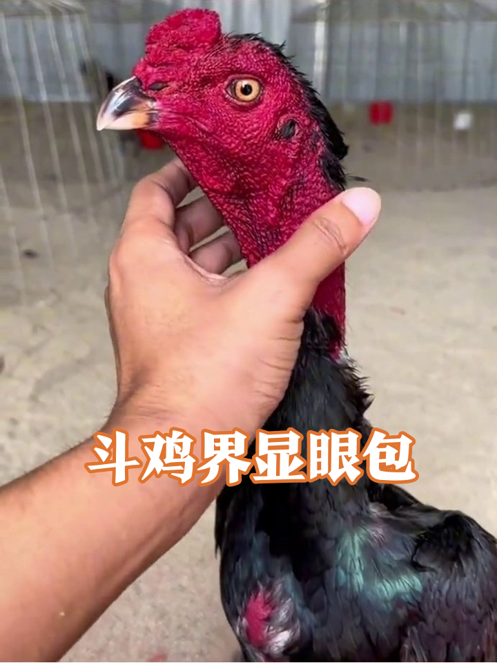 红脖脱毛鸡气场两米八,养殖场里当大哥