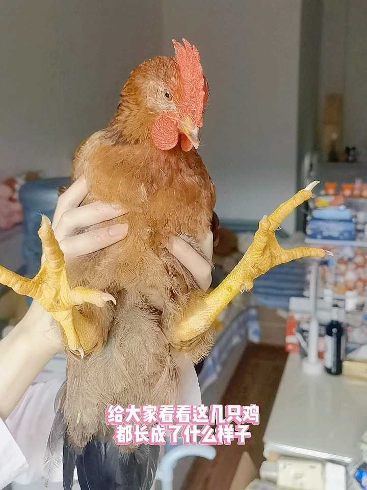 小鸡两个月可以长这么大