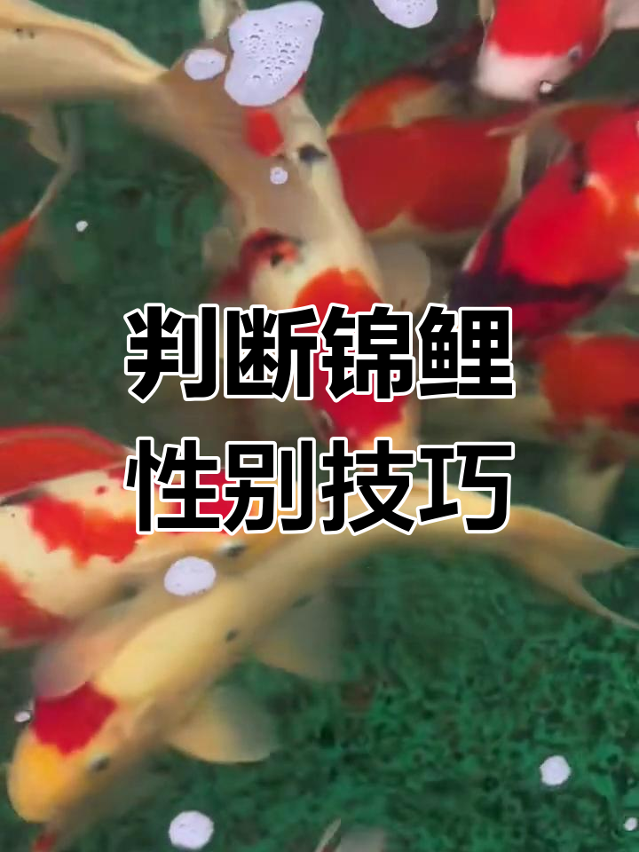 如何分辨锦鲤公母?从体型到尾巴全解析