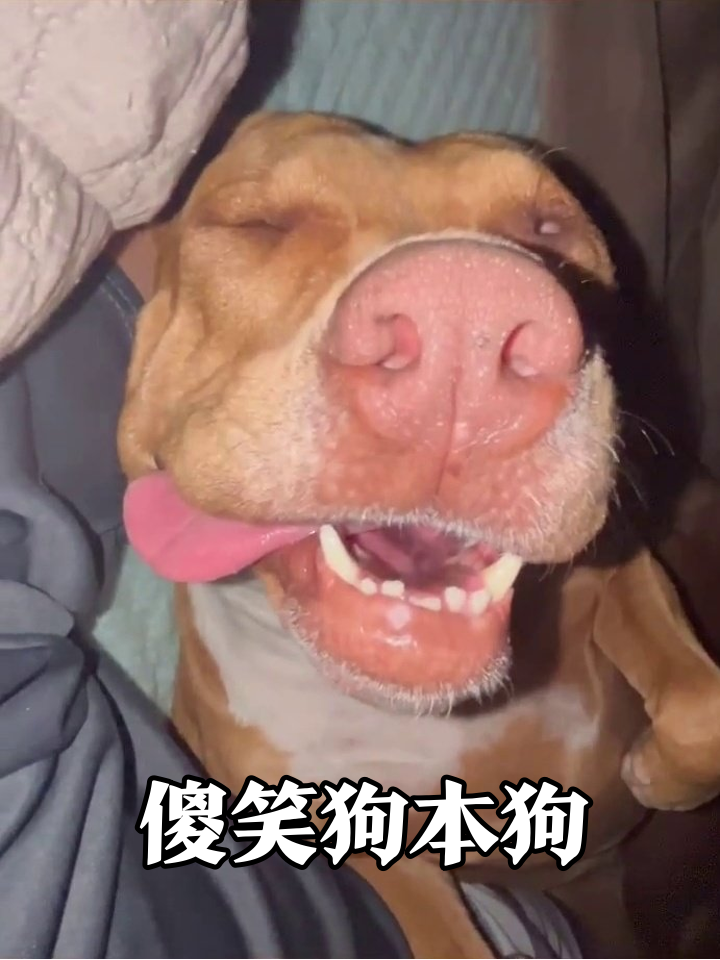 狗子打哈欠笑出表情包,舌头外露牙齿抢镜