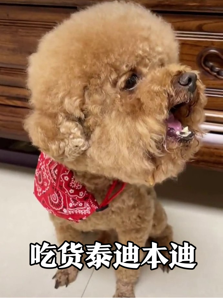 泰迪吃爆米花吃出表情包,张大嘴巴那一刻笑喷了