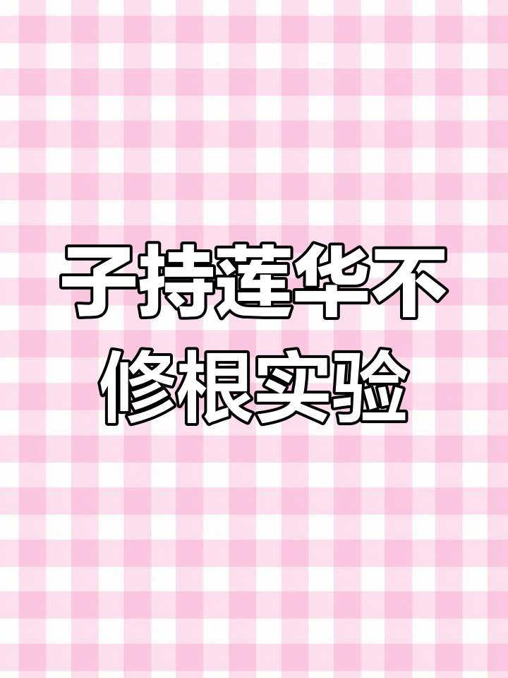 不修根直接上盆,子持莲华成活率如何?