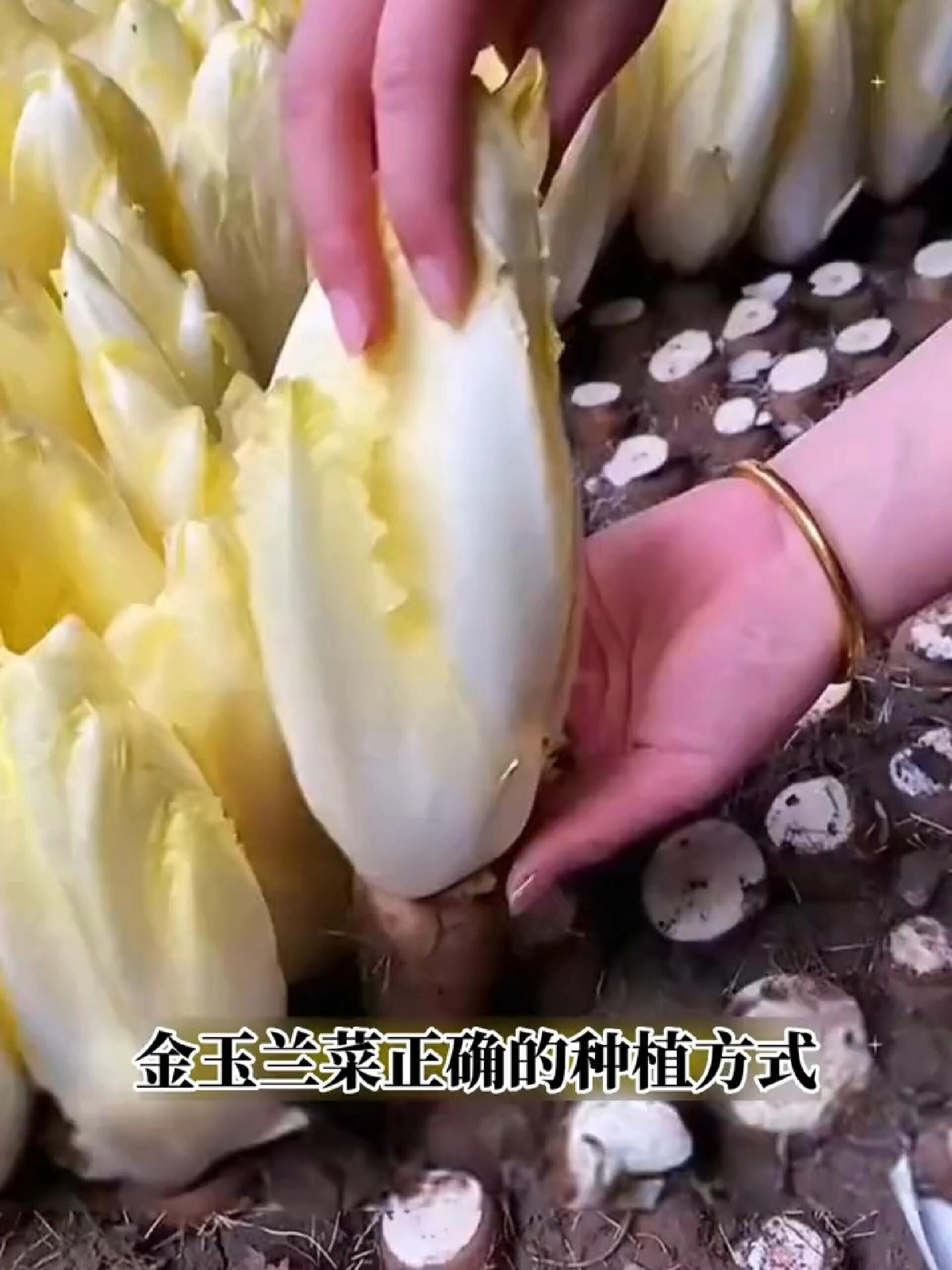 金玉兰菜正确的种植方法