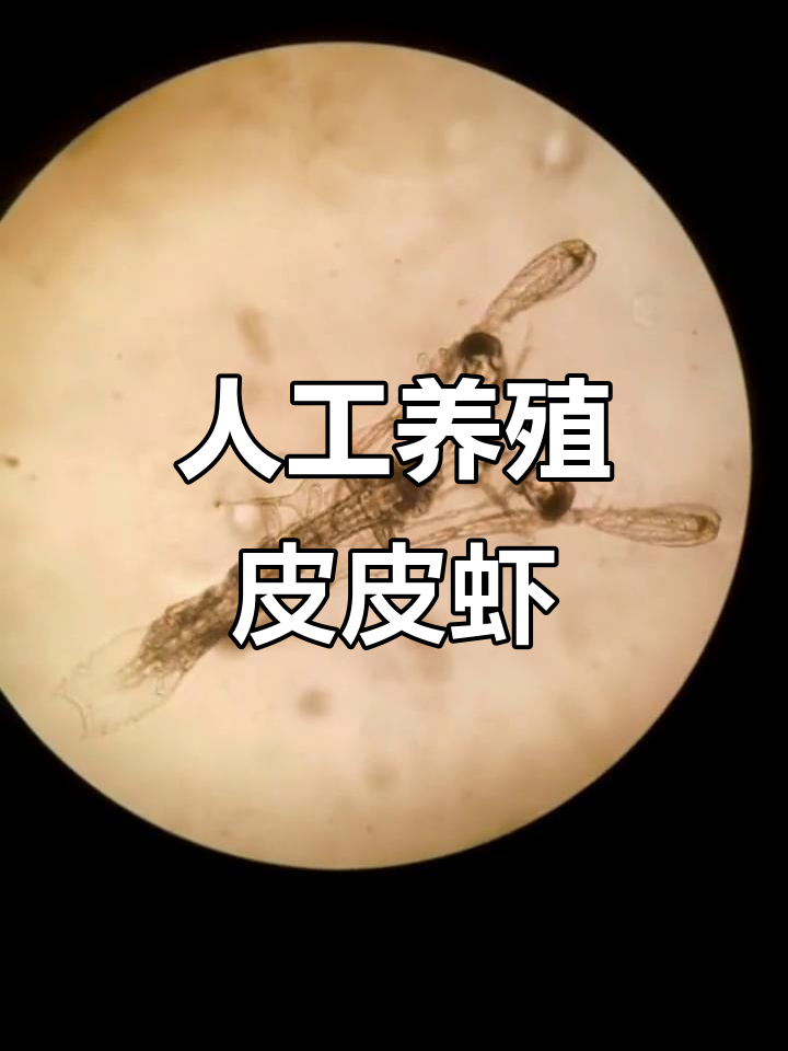 珠海七海农业:人工繁育皮皮虾苗,假蚤状幼体揭秘