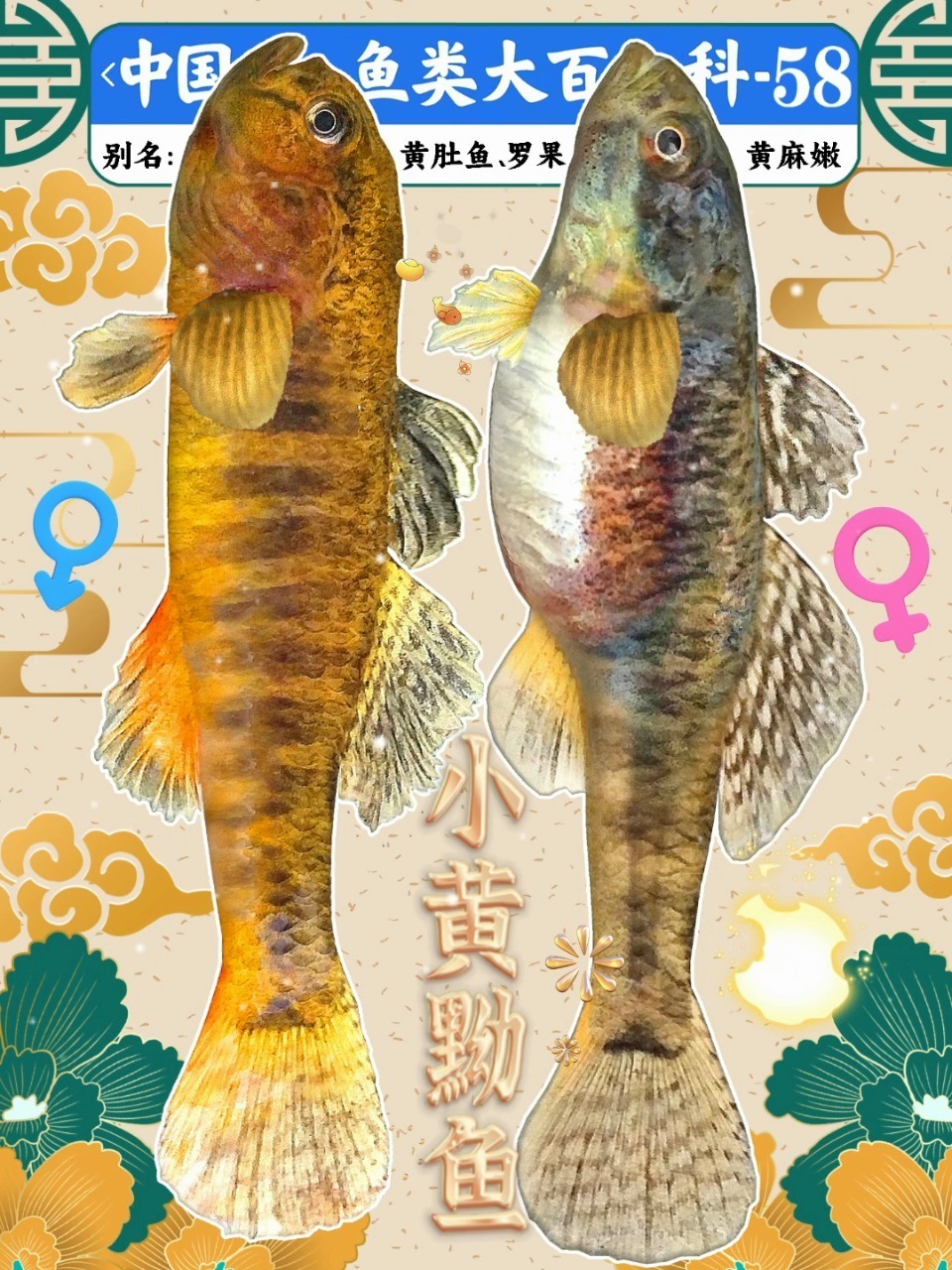 小黄黝鱼城市公园池塘乡村~常见小杂鱼