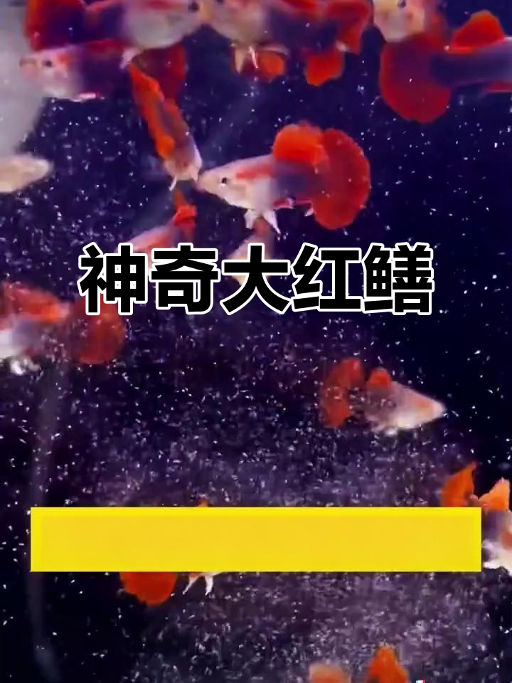 大红扇孔雀鱼：超能生，轻松养到爆缸