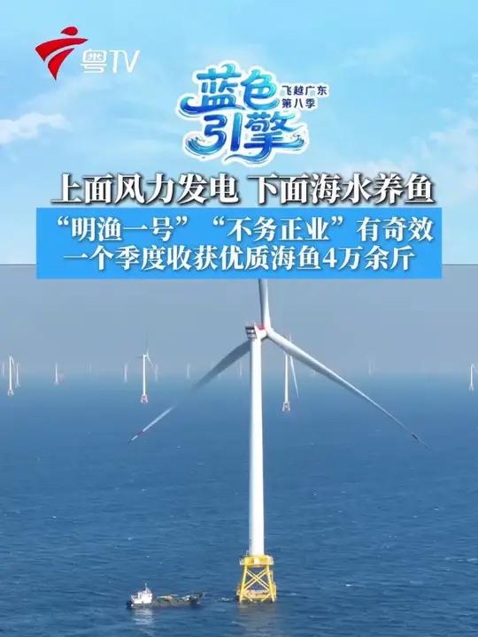 “明渔一号”“不务正业”有奇效,一个季度收获优质海鱼4万余斤 广东这个发电机能养4万斤鱼