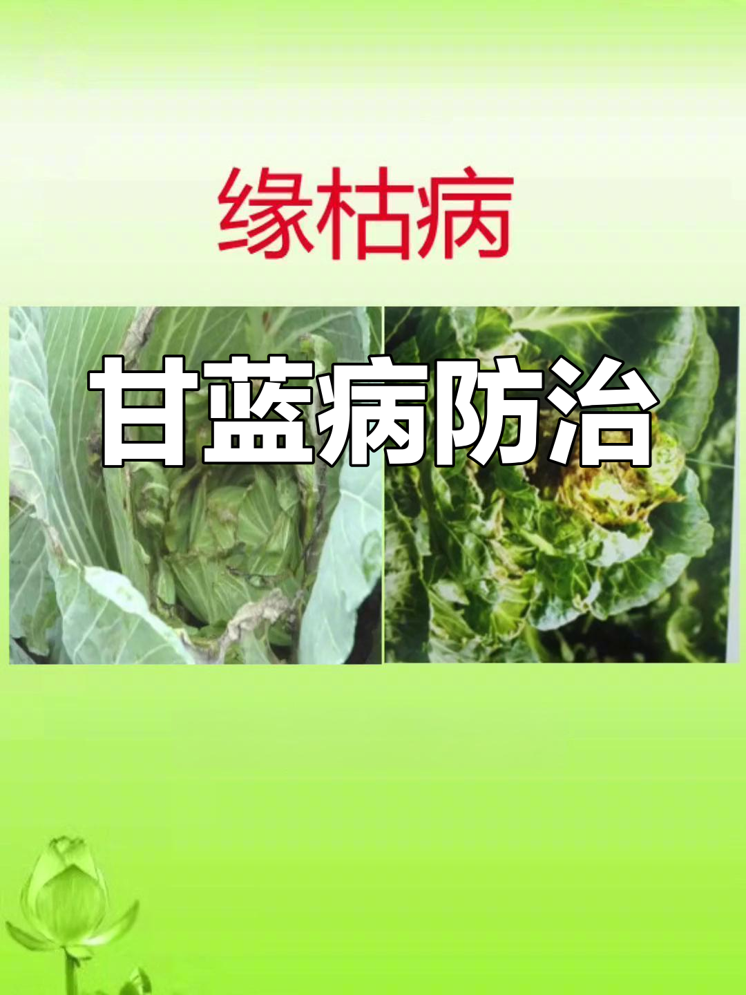 甘蓝常见病害及防治方法