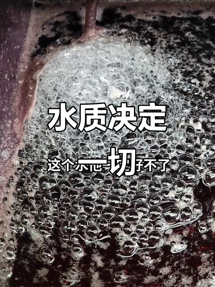 孔雀鱼养得好,水质清澈最重要,气泡破水即成好水的标志