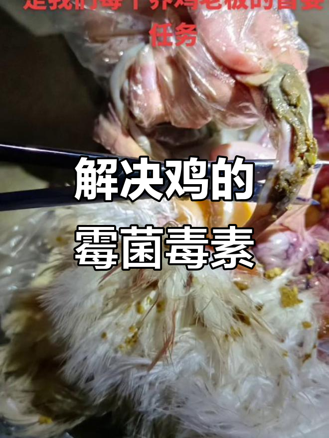 鸡体内霉菌毒素危害大,如何解决消化系统问题