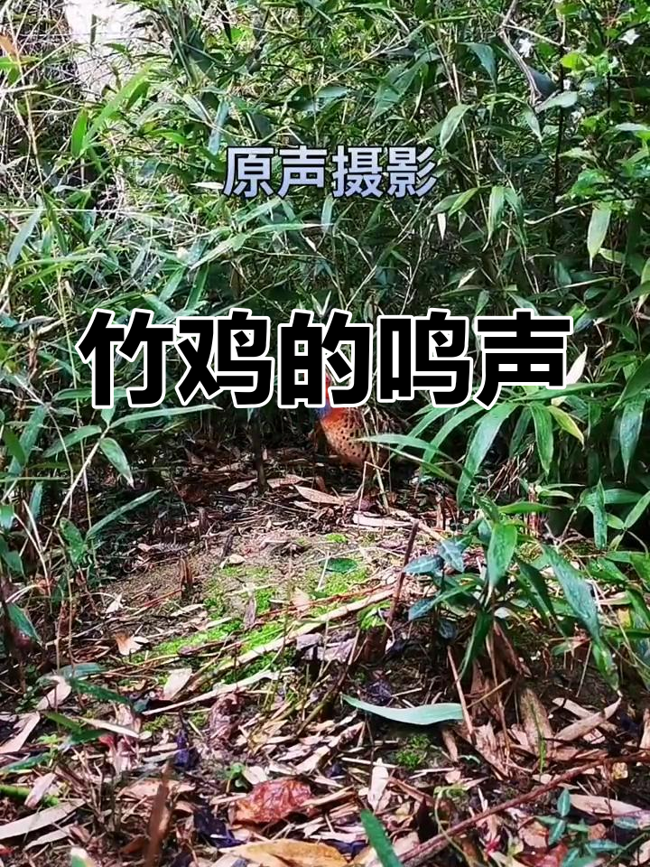 单母竹鸡的独特叫声