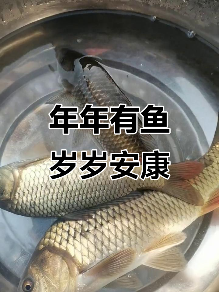 黄河红鲤鱼，岁岁平安好运连连