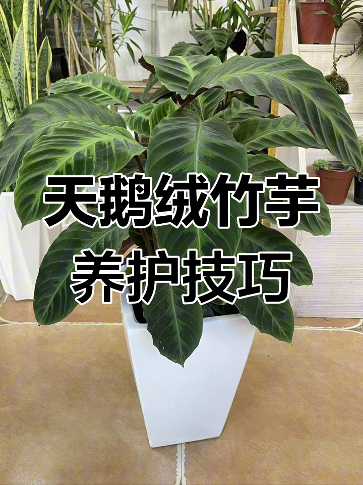 适合打工人的高颜值绿植,天鹅绒竹芋养护全攻略