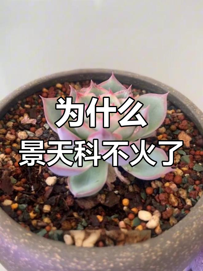 景天科多肉植物为何逐渐被淘汰?