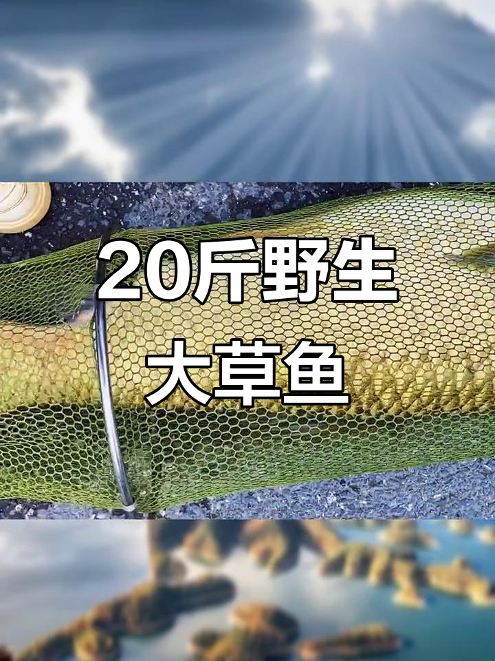 千岛湖大草鱼重达二十斤,脚长四十三码的它轻松搞定