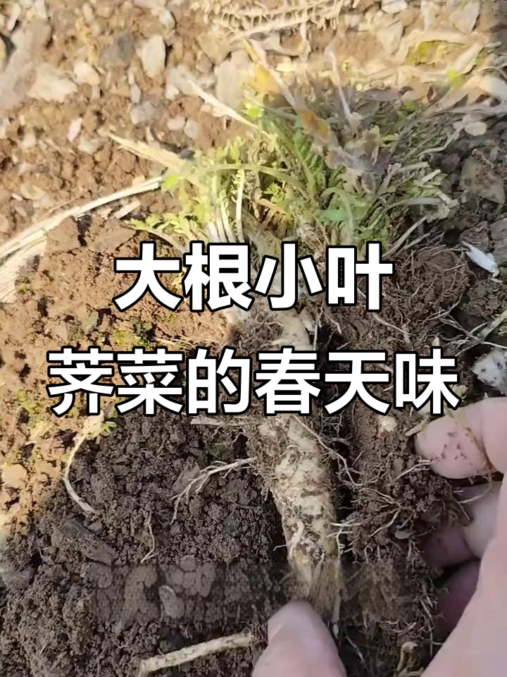 春天的荠菜味道,大根和小叶的独特区别