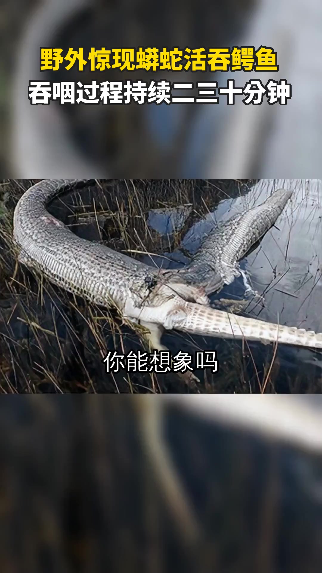 野外惊现蟒蛇活吞鳄鱼 吞咽过程持续二三十分钟