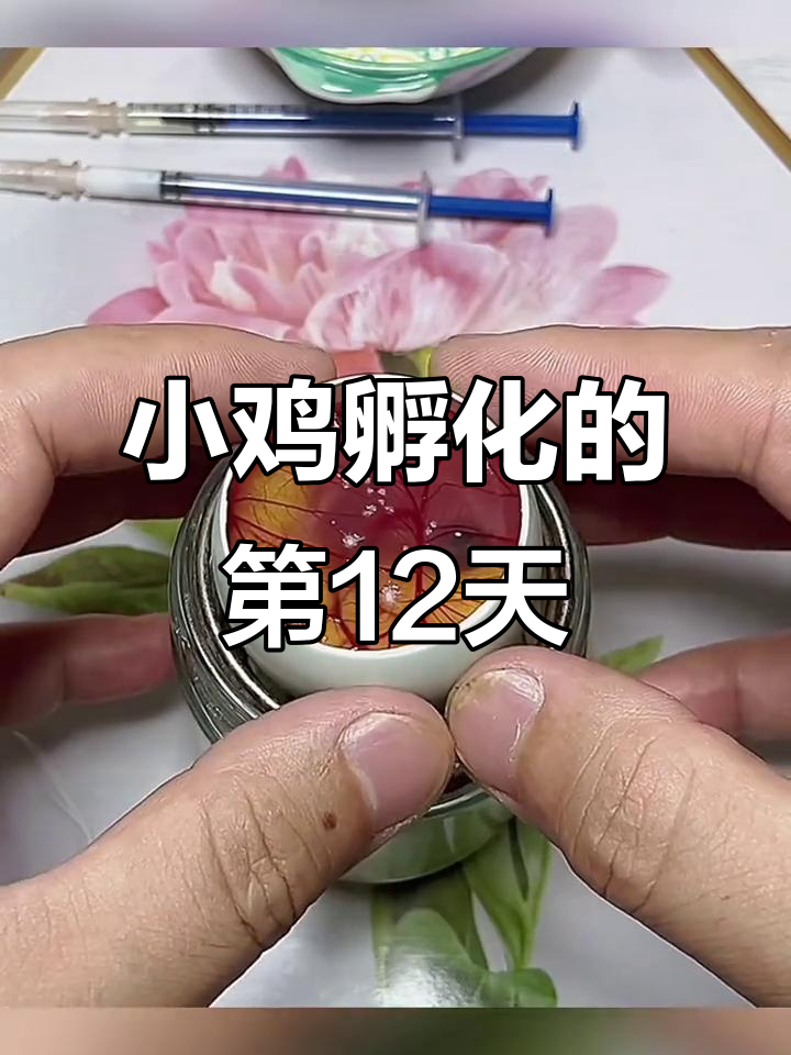 鸭蛋壳孵化小鸡,12天观察胚胎发育与白色物质分析