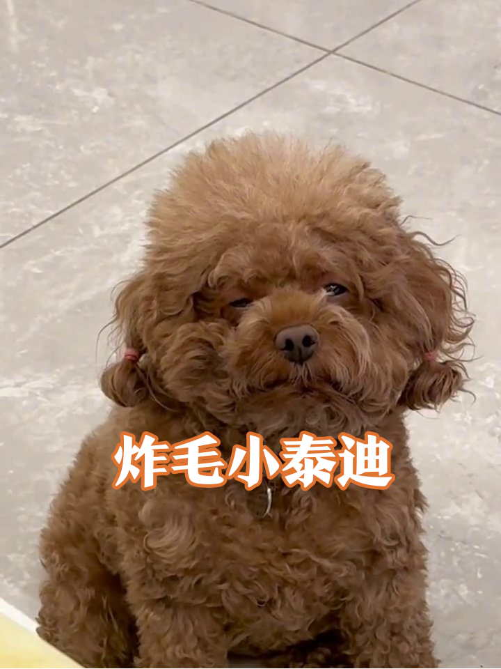 泰迪新造型太绝了!小揪揪一扎萌到心都化了～