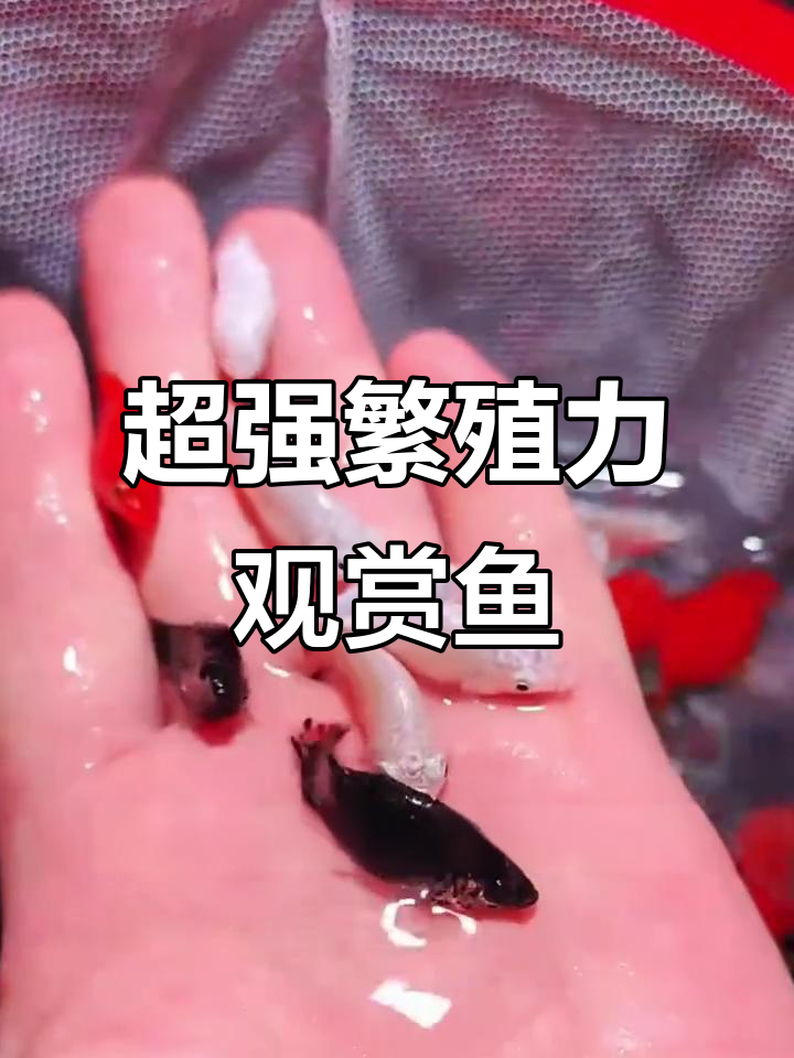 十大最容易爆缸的观赏鱼，轻松养到满缸