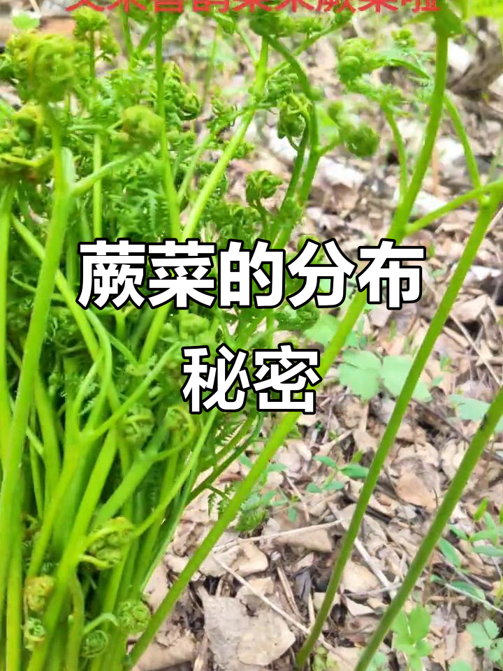 蕨菜生长与地形关系,水源附近最高,山上多为苦味