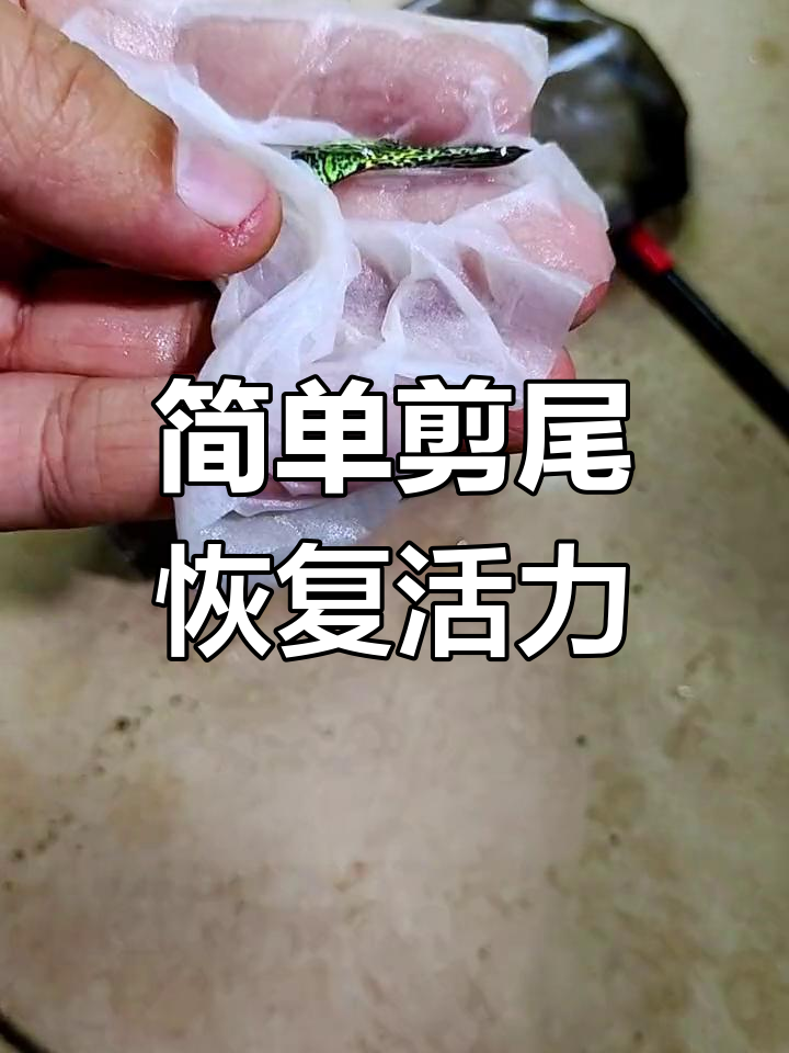 孔雀鱼剪尾技巧,新手也能轻松掌握