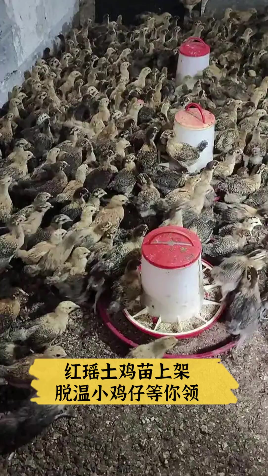 红瑶土鸡苗上架,脱温小鸡仔等你领