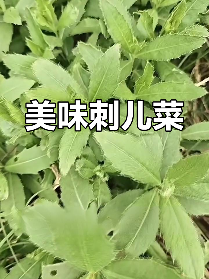 刺儿菜:农村常见的美味野菜,你尝过吗?
