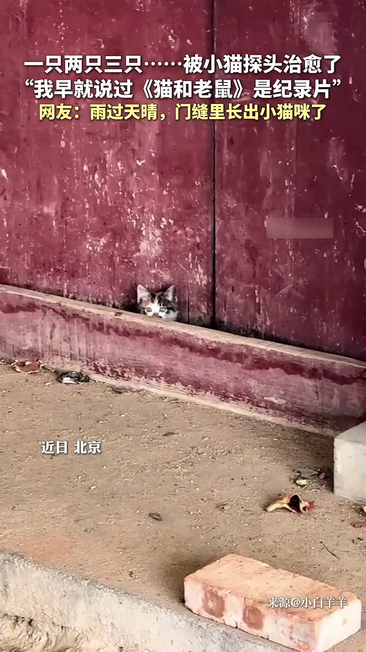 一只两只三只，被小猫探头治愈了！网友：《猫和老鼠》是纪录片