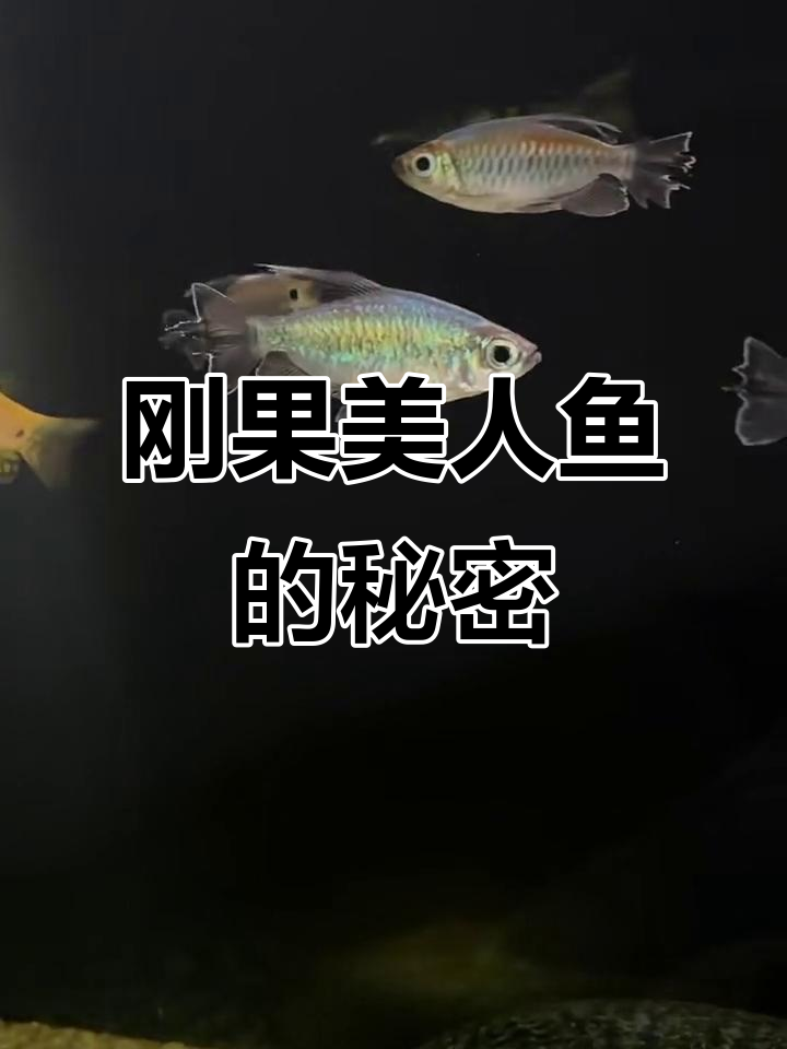 刚果美人鱼:美丽却凶猛,打架成瘾!