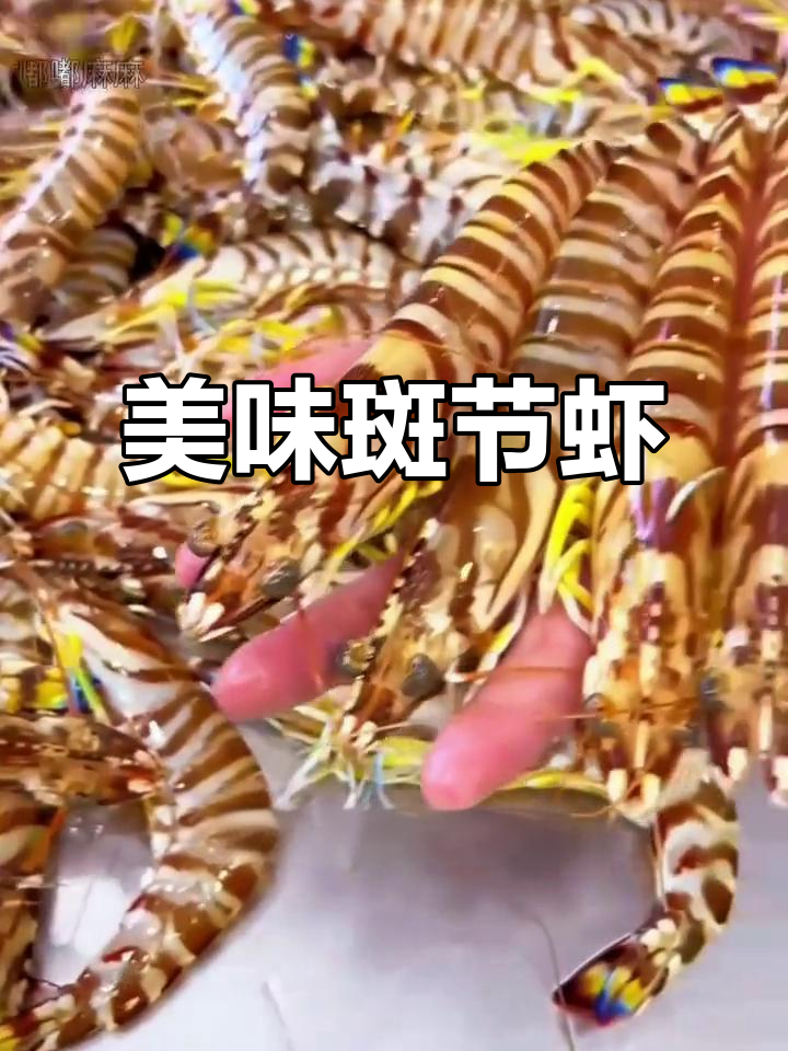 野生斑节虾,鲜美十足,多种做法皆能展现其独特风味