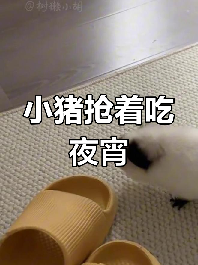 半夜小猪发现我在吃夜宵,萌态十足像个小宝宝