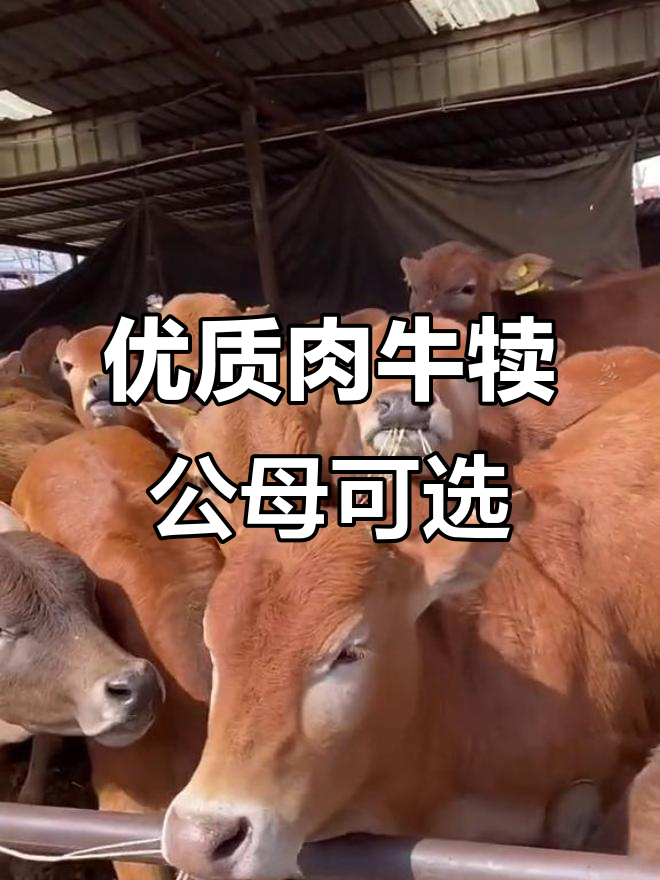 新改良肉牛犊,200-300斤重,价格实惠任你挑