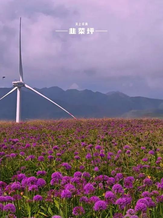 天上花海,人间仙境——韭菜坪