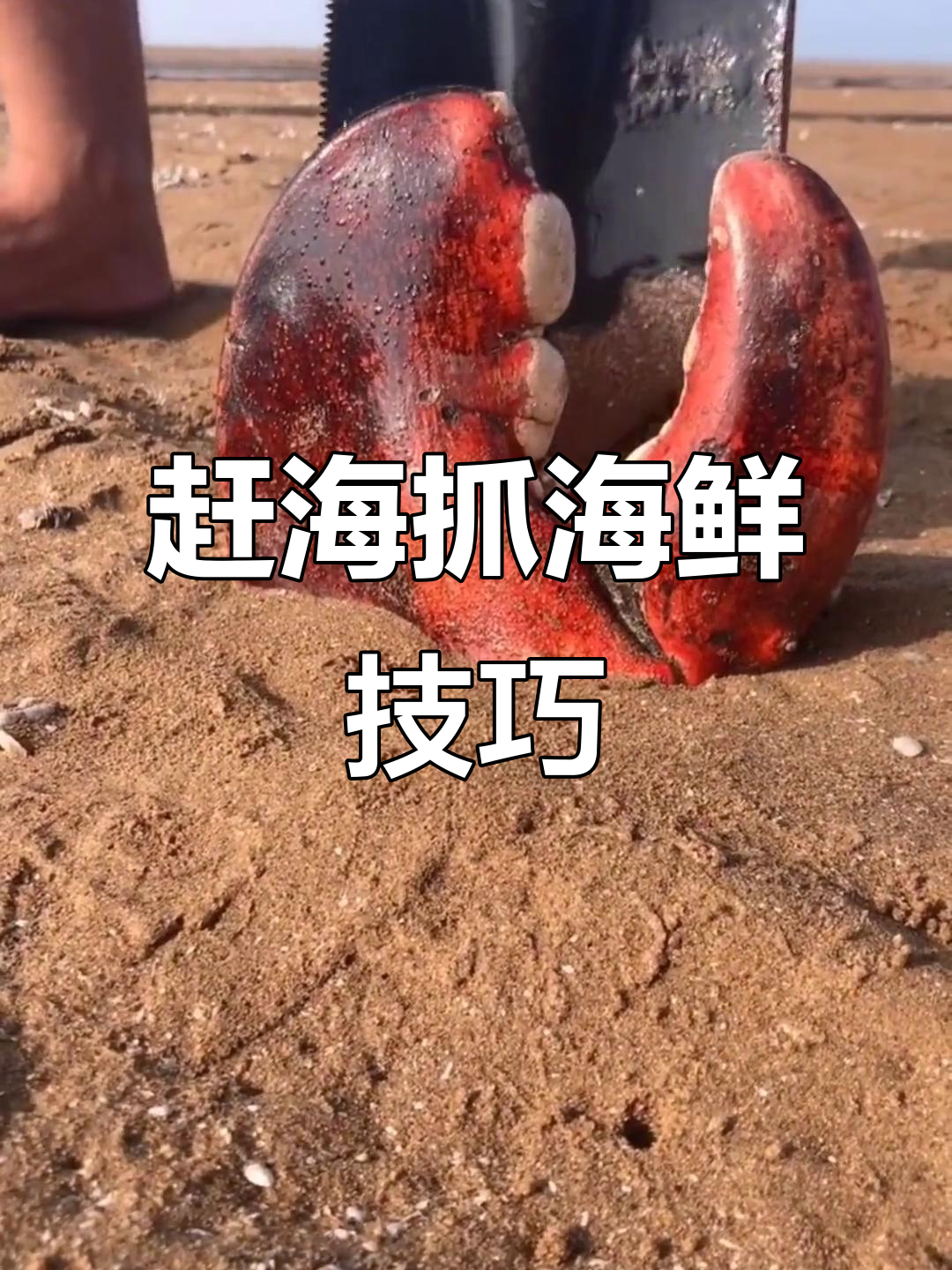 渔民赶海抓八爪鱼，必备工具大揭秘