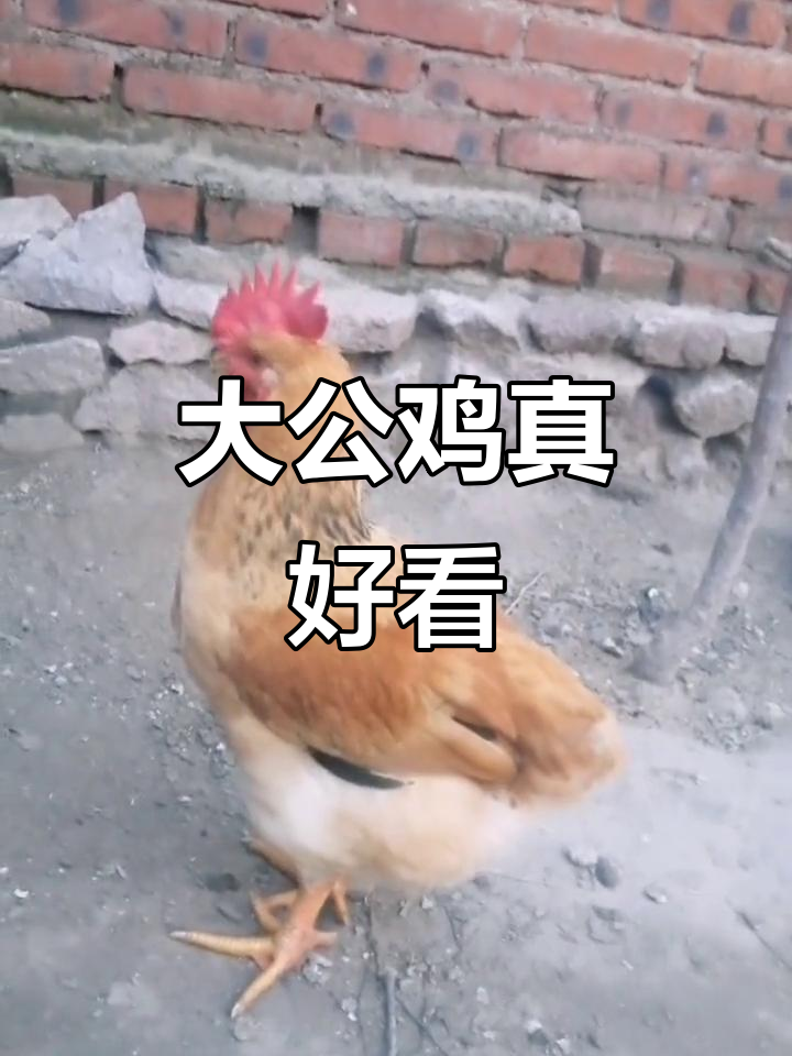 这些大公鸡太可爱了，老大霸气十足！