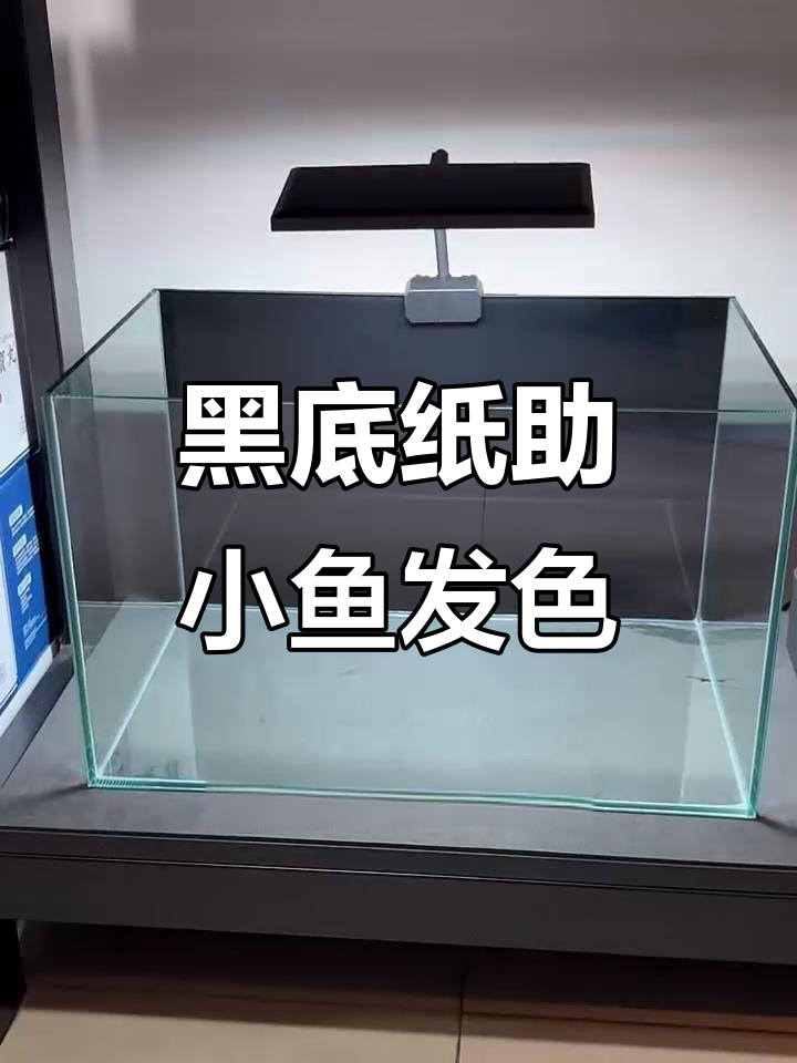 黑色背景纸让鱼缸更美观，鱼儿更有安全感