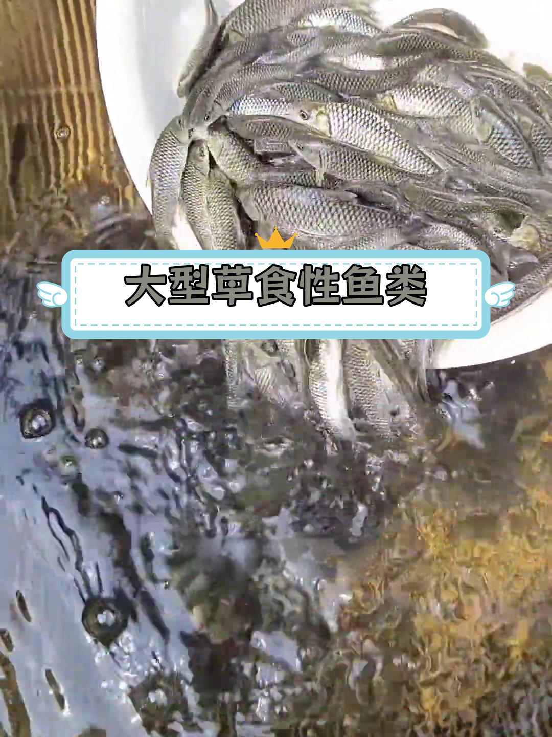 清波鱼:长江特产,肉质鲜美