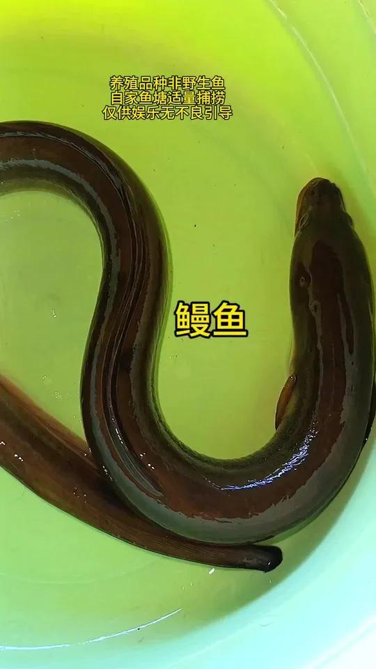 自家鱼塘捕鱼