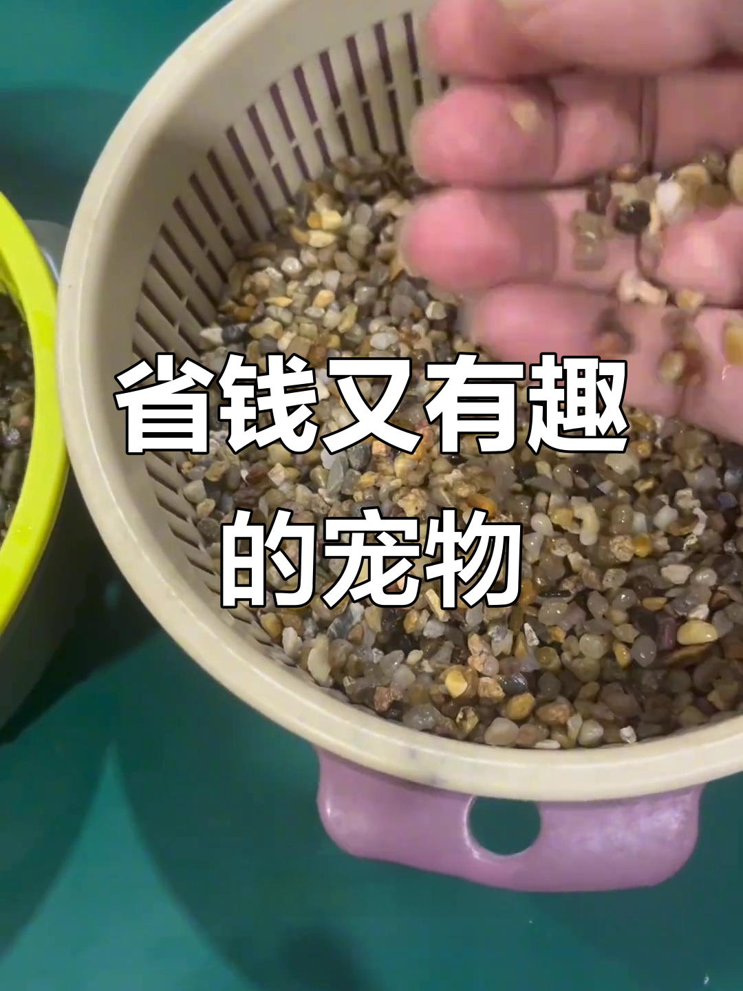 十元内混养观赏鱼，轻松避免争斗，乐趣无穷！