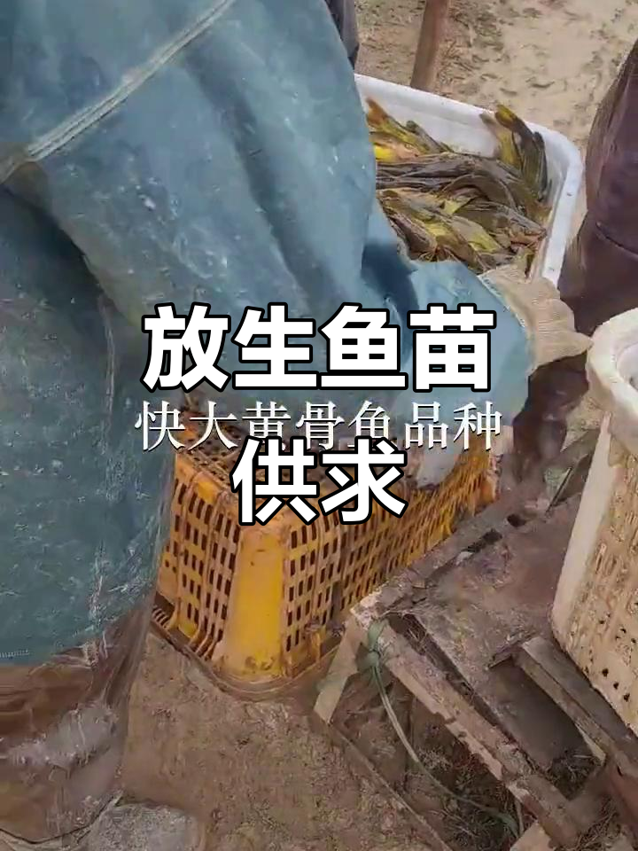 惠州、广州、深圳鱼苗场，放生鱼苗供应