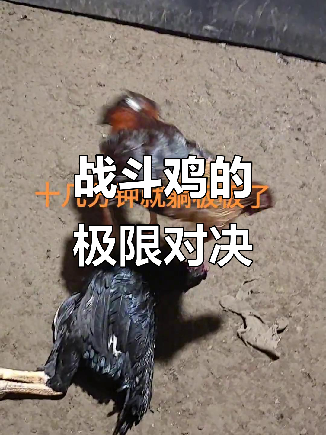 斗鸡场上的生死时速,十几分钟就分胜负