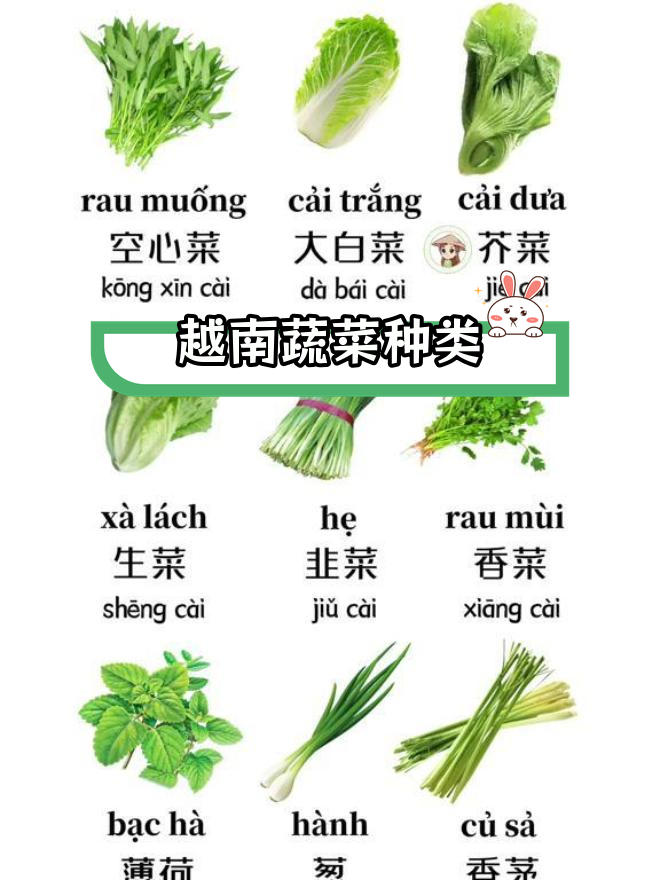越南常见蔬菜大全